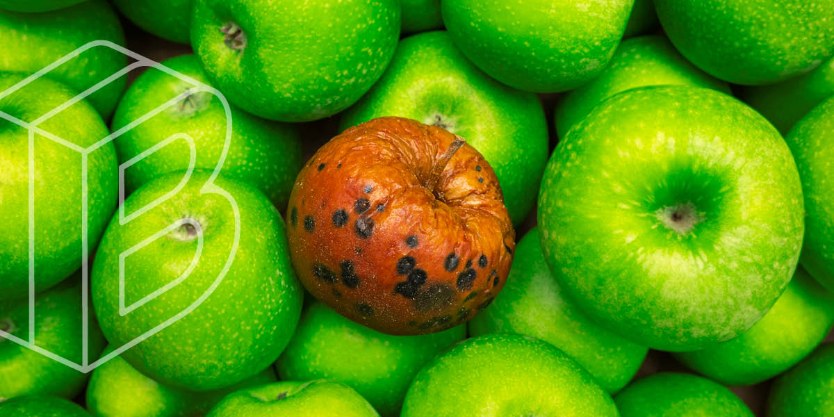 Photo of many green apples and one rotting red apple in the center