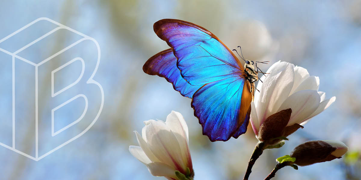 Banner image of a blue butterfly that has landed on a white flower