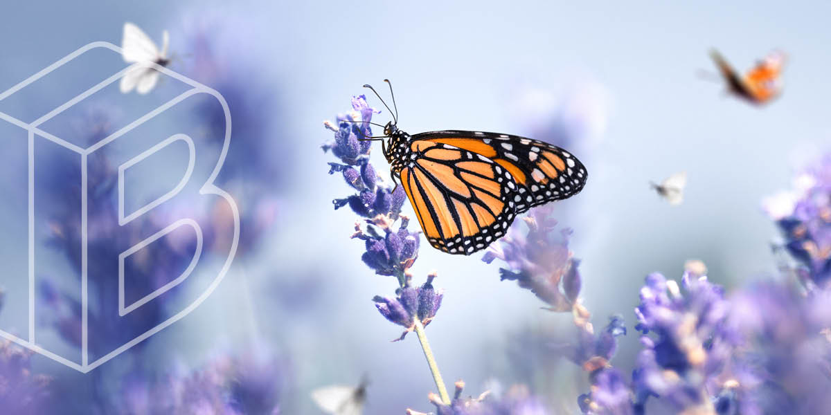 Banner image: Butterfly landing on a purple flower