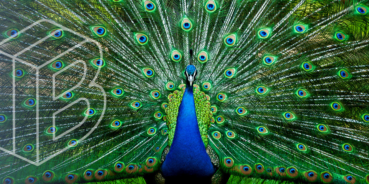Banner image: brightly colored peacock showing his feathers